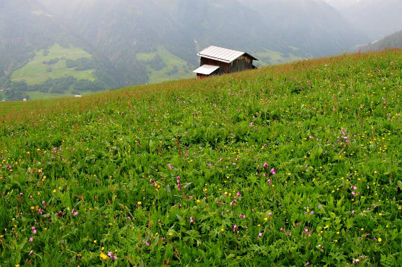 Farbige Wiesen und mit Nebel bedeckte Berge
