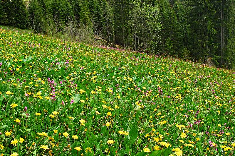 Image Wanderung Buochserhorn <br />
