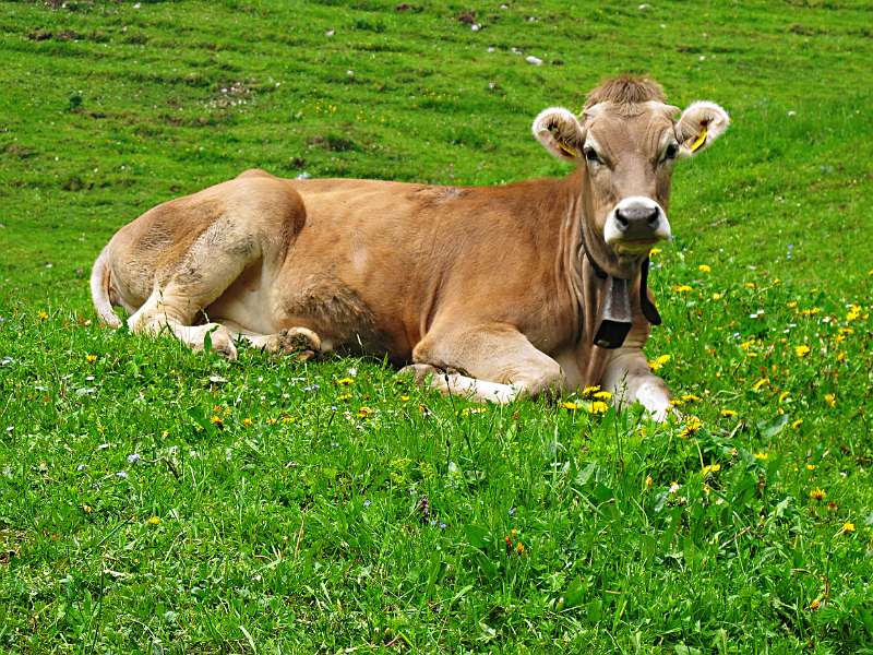 Kauen-Pause auf der Wiese
