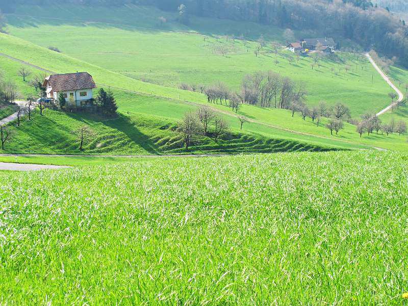 Üppiger Grass, bald ist Frühling schon vorbei