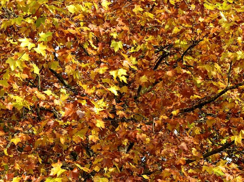 Der Farben-Teppich von Herbst