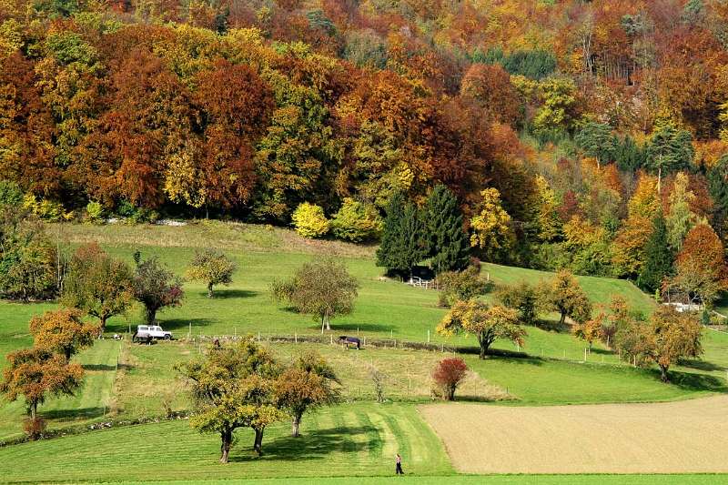 Der Herbst am Fuss von Lägern