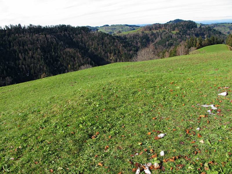 Immer noch grüne Wiesen