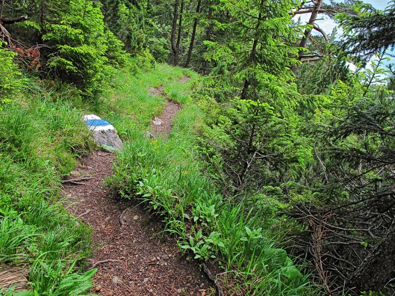 Gemütlicher Wanderweg schlingelt über den Wald
