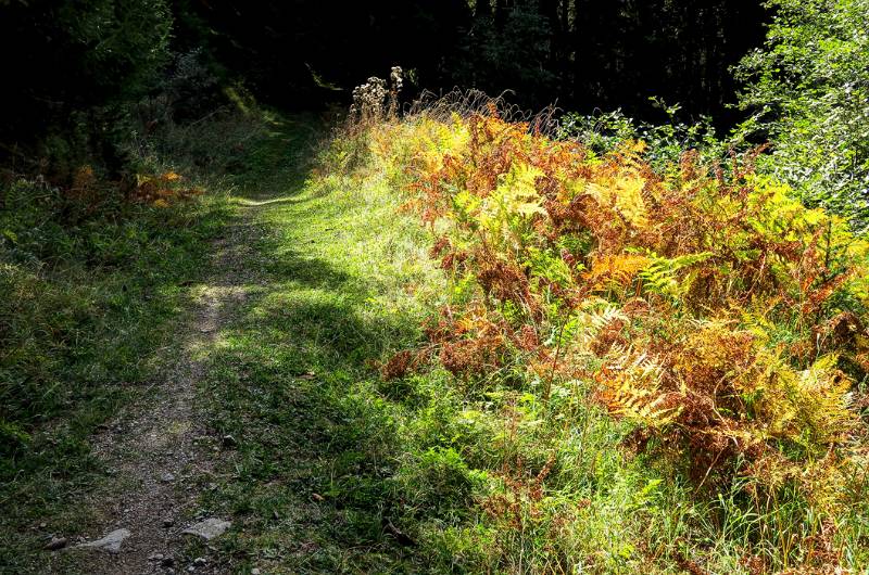 Einige Herbstfarben