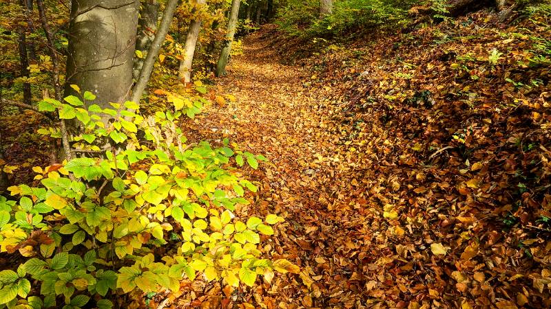 Über braunen Teppich im Wald: viele Blätter sind bereits auf dem