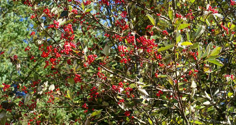 Rote Beeren