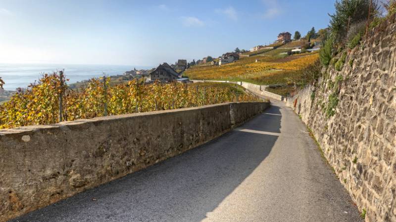 241030-Wanderung-Lavaux-StSaphorin-Lutry-00046_03_ek_Myshkin2