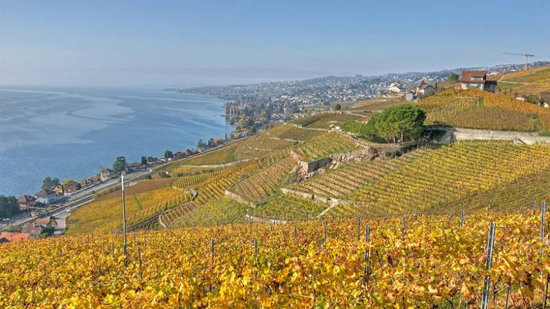 241030-Wanderung-Lavaux-StSaphorin-Lutry-00058_59_60