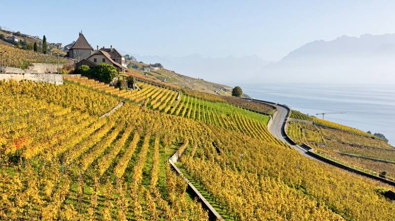 Image Wanderung durch Weinterrassen von Lavaux: von St. Saphorin bis Lutry