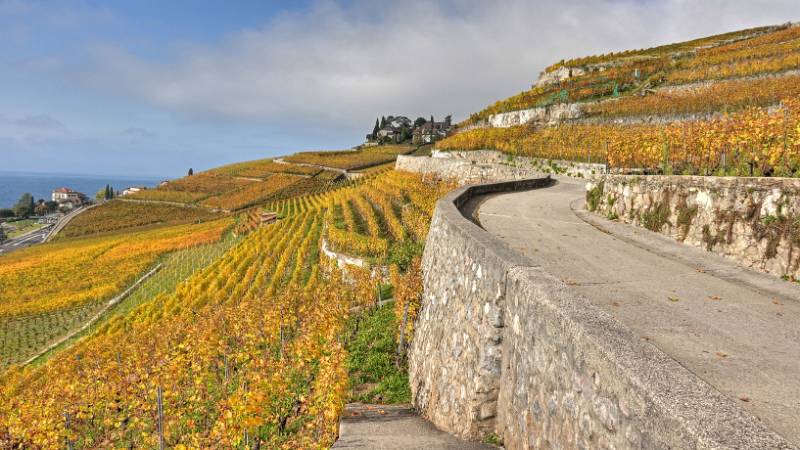 Goldene Rebfelder und Wanderweg in der Mitte