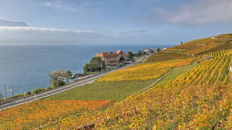 Schöne Aussichten auf Genfersee und die Rebfelder in herbstlichen Farben
