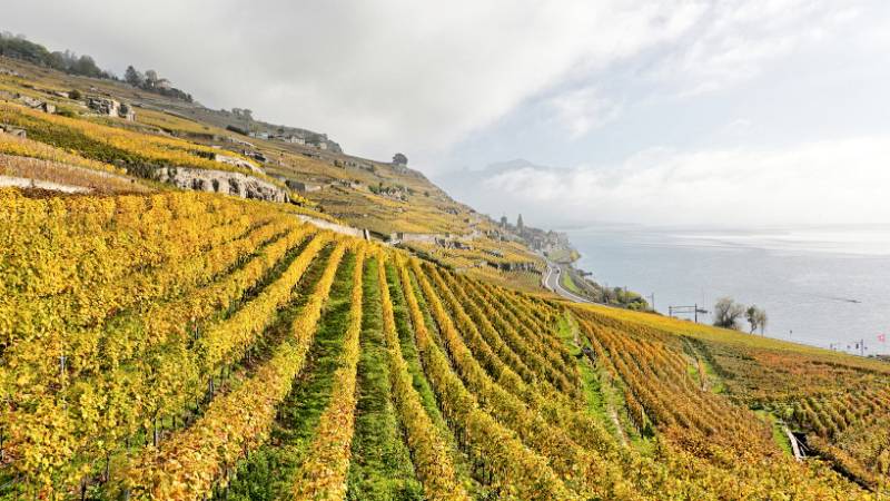 241030-Wanderung-Lavaux-StSaphorin-Lutry-09937_08_ek_Realistic2