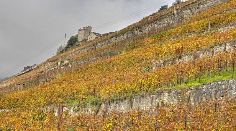241030-Wanderung-Lavaux-StSaphorin-Lutry-09991_2_3