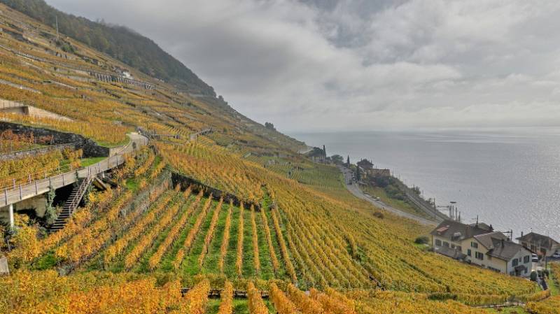 241030-Wanderung-Lavaux-StSaphorin-Lutry-09994_5_6