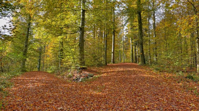 Image Dolder - Adlisberg - Loorenkopf: eine Wanderung in der Nachbarschaft von Zürich