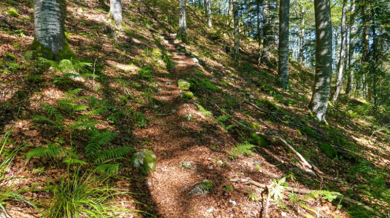 Auf schönem Wanderweg im Wald