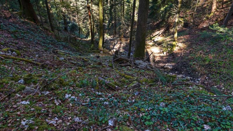 Durch den schattigen Wald