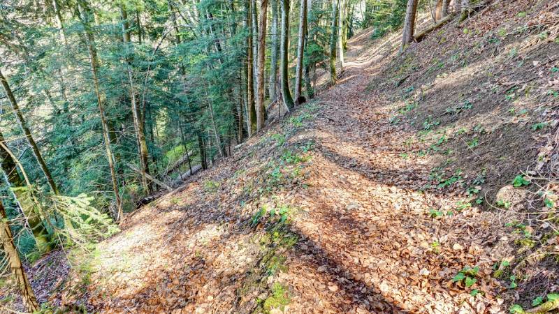 Schöner Weg im Wald