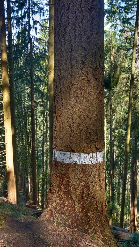 Beeindruckende Fichte: 53m Höhe, 99cm Diameter
