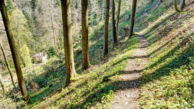 250419-narzissen-wanderung-glion-02506_7_8 (3)
