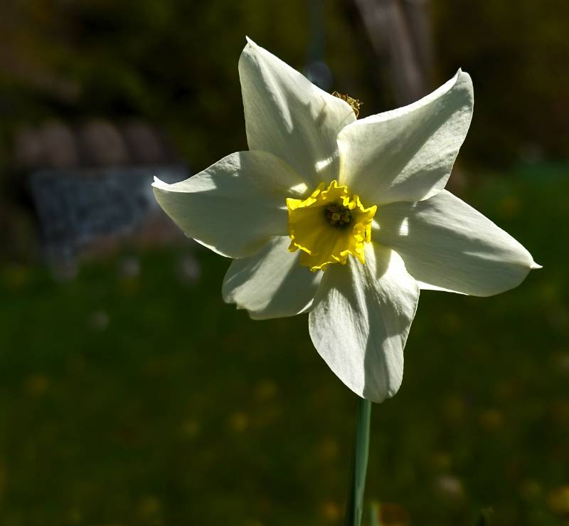 250419-narzissen-wanderung-glion-02524_5_6