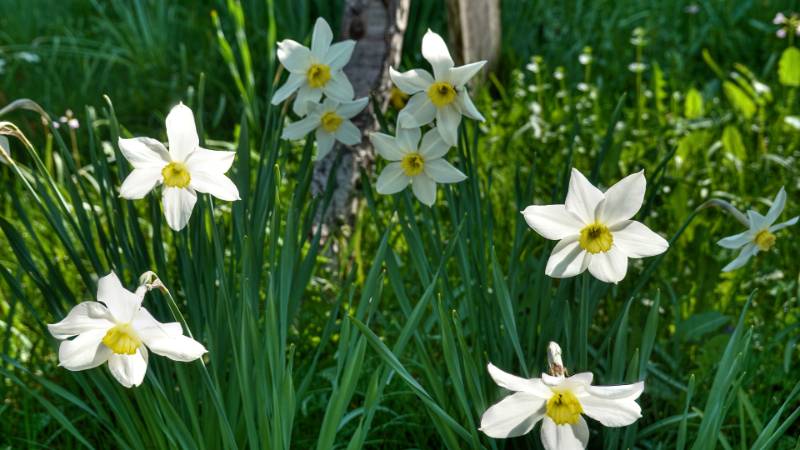 250419-narzissen-wanderung-glion-02536_7_8 (2)