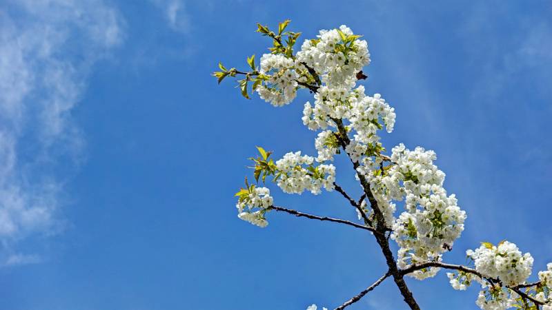 Frühling