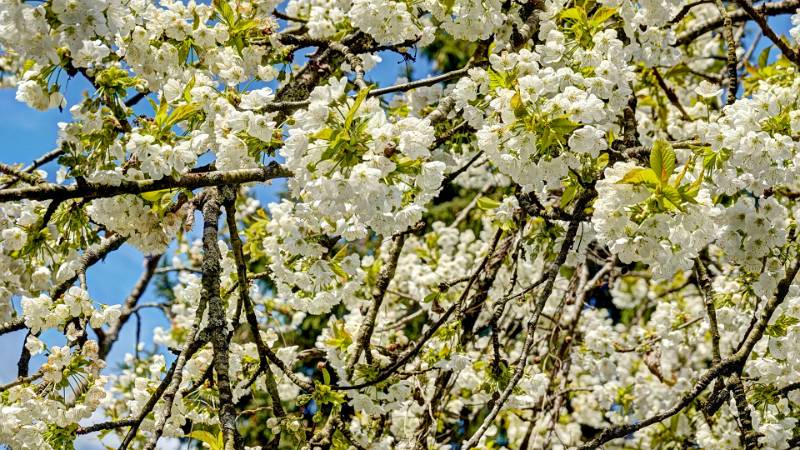 250419-narzissen-wanderung-glion-02578_79_80 (3)