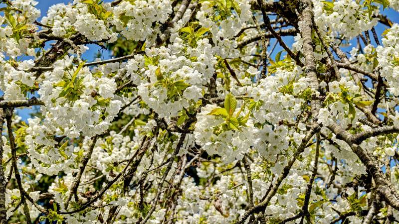 250419-narzissen-wanderung-glion-02581_2_3 (3)