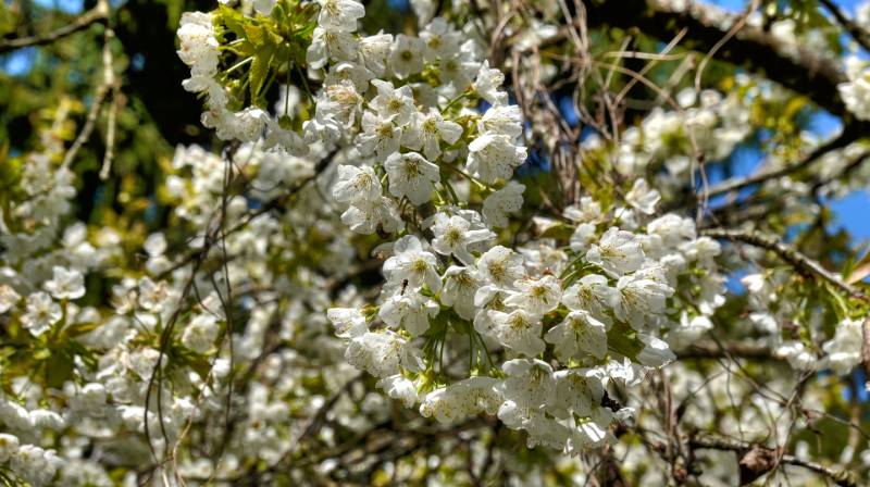 250419-narzissen-wanderung-glion-02584_5_6