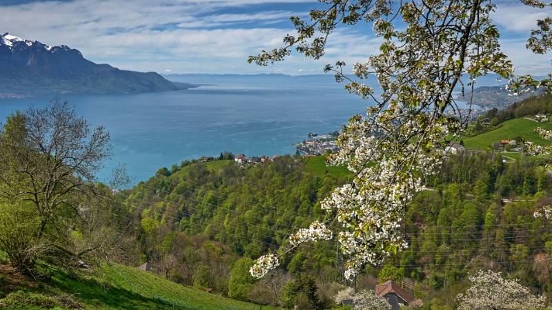 Genfersee - Lac Léman