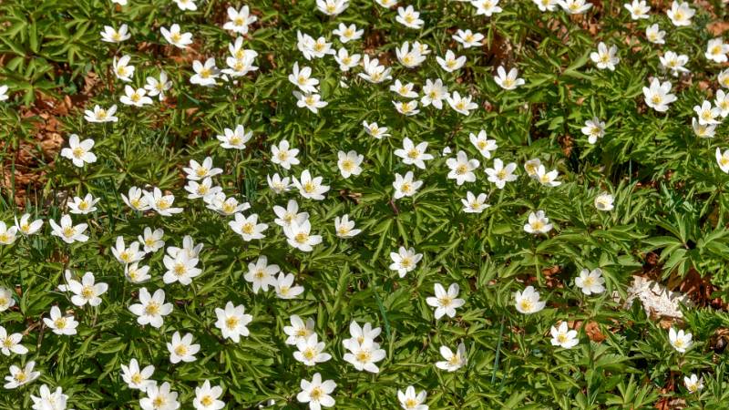 250412-wanderung-mont-sujet-02404_5_6