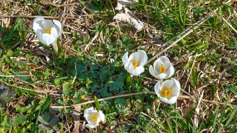 Krokus