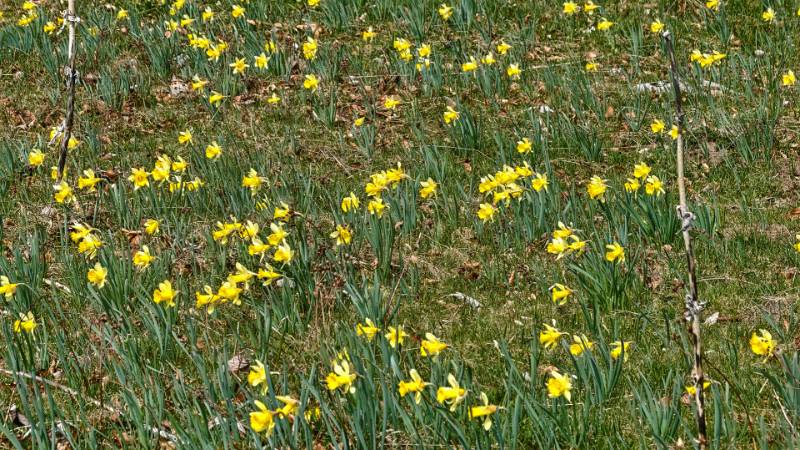 250412-wanderung-mont-sujet-02461_2_3