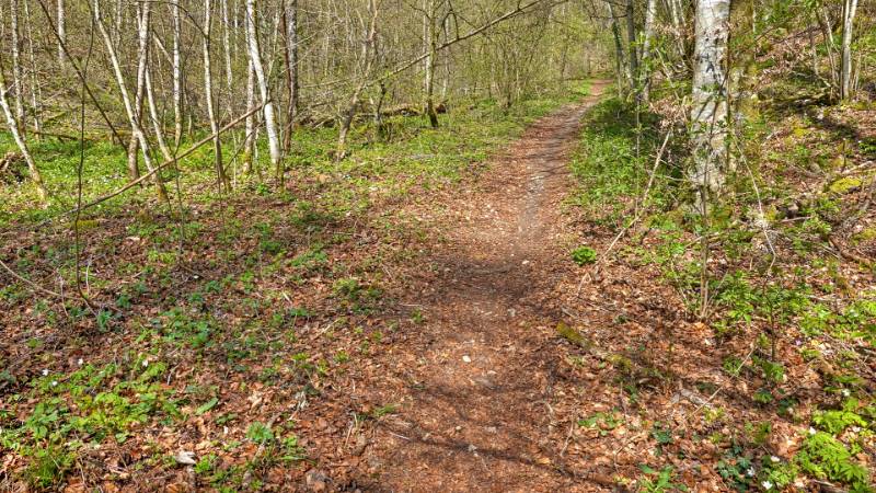 250409-wanderung-beringer-randenturm-mittelpunkt-kt-sh-02362_3_4