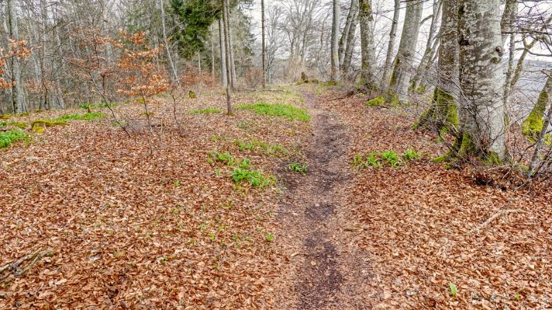 250328-wanderung-siblinger-randenturm-02185_6_7