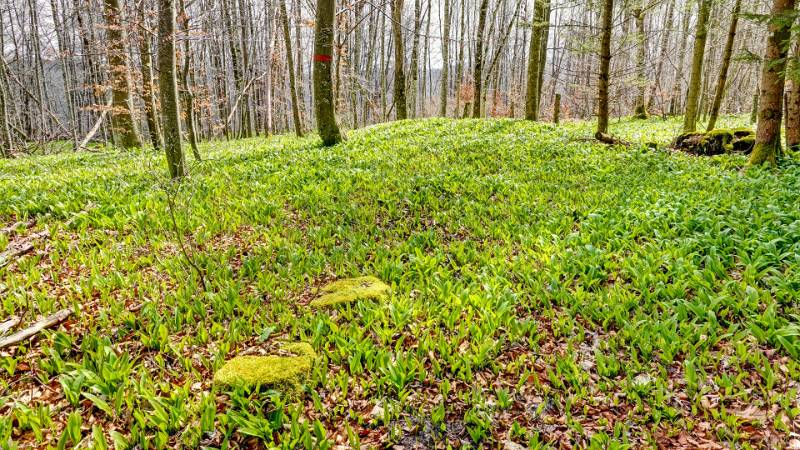 Frisches Grün