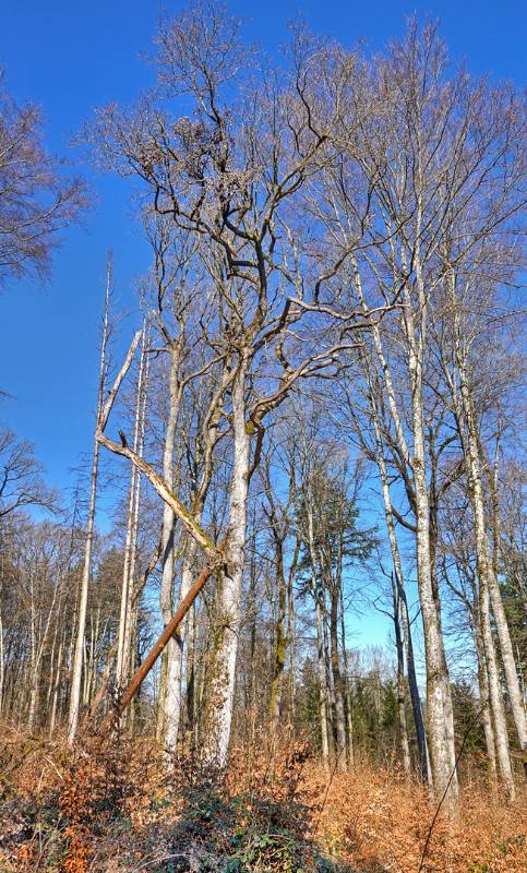 250318-wanderung-rundum-stammerberg-02095_6_7