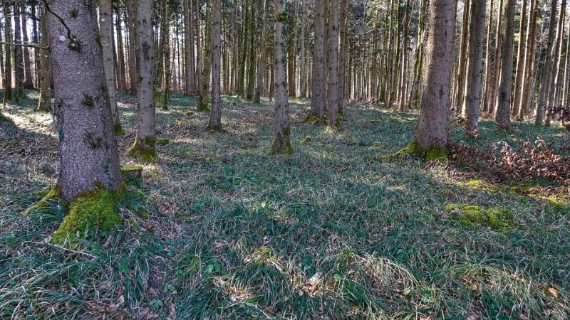 Es ist noch nicht Frühling im Wald