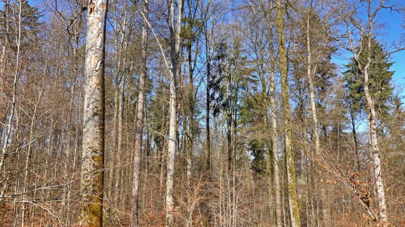 250318-wanderung-rundum-stammerberg-02149_50_51
