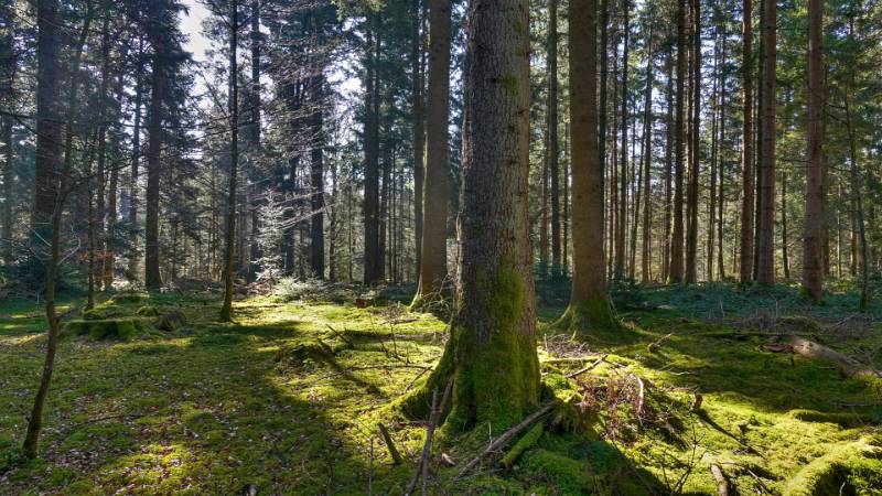 Eine Runde zum Aspisee ab Langenthal