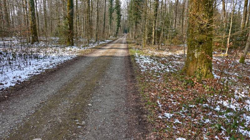 Lange, gerade Waldstrasse