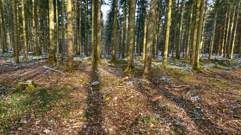 Frostiger Wald