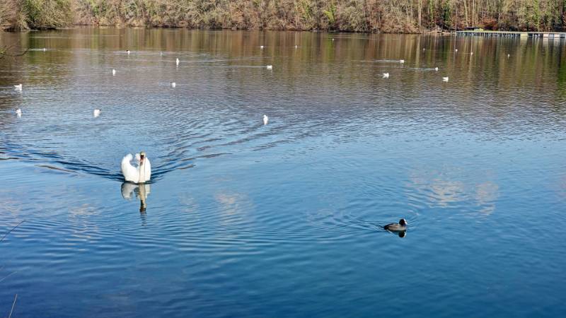 Image Limmatrunde - Wettingen-Chlosterschür -Killwangen - Wettingen