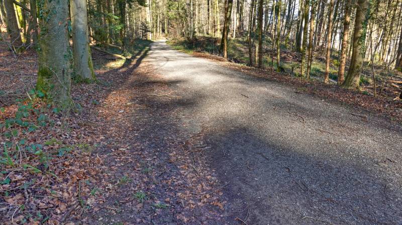 Auf der breiten Waldstrasse