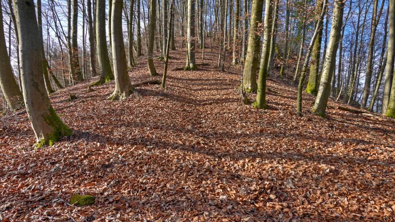 Image Chrüzliberg-Spittelau - eine Wanderrunde zwischen Baden und Fislisbach
