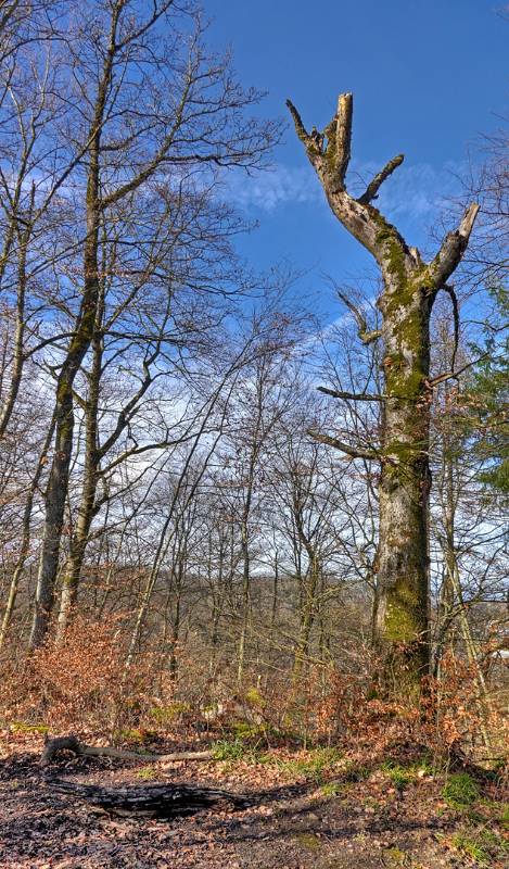 Gestorbener Baum