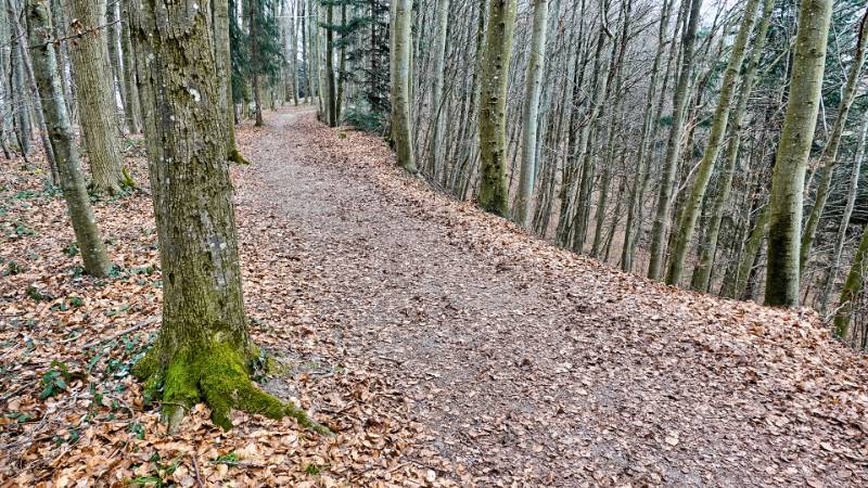 Schöner Weg im Wald
