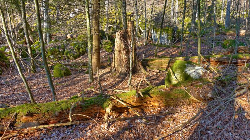 Natürlicher Wald auf Lägern